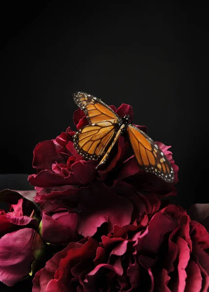 Una Farfalla Monarca Fiore Viola Sullo Sfondo Nero — Foto Stock