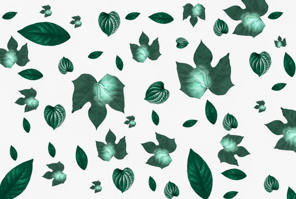 白色背景上的深绿色叶子图案 — 图库照片