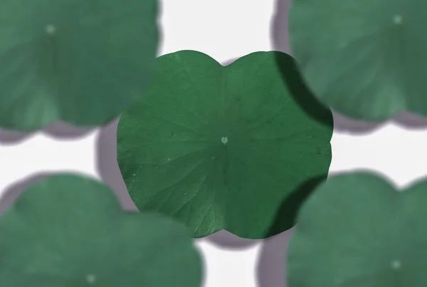 Dunkles Lotusblatt Ist Ein Muster Auf Weißem Hintergrund — Stockfoto