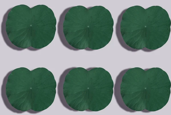 Dunkles Lotusblatt Ist Ein Muster Auf Weißem Hintergrund — Stockfoto