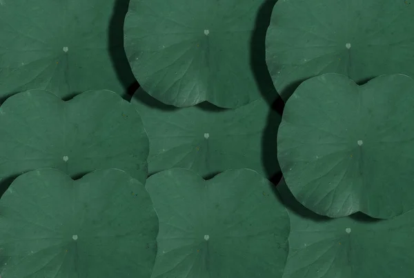 Das Dunkle Lotusblatt Ist Ein Muster — Stockfoto