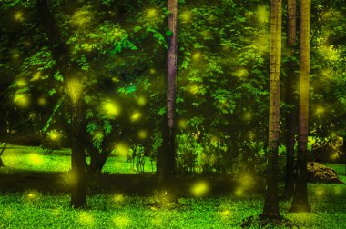 Firefly orman huzurlu ortamda güzel doğa, (manipülasyon)