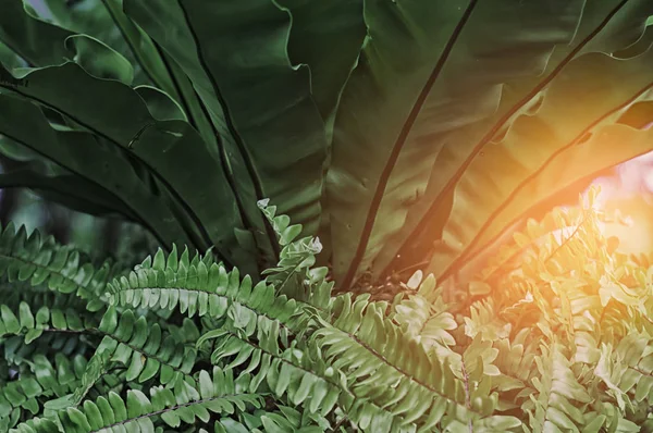 Папоротник Темно Зеленый Солнечный Свет Папоротник Деревьях Саду Естественный Фон — стоковое фото