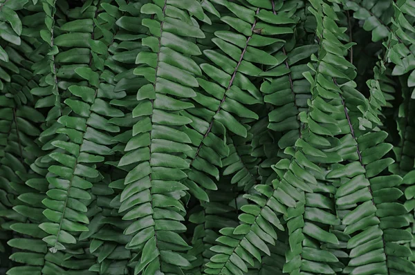 Fern Donkergroen Tuin Natuurlijke Achtergrond Voor Decoraties Wallpapers — Stockfoto