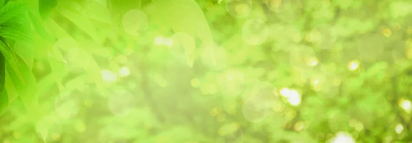 Concept ontspanning en natuurlijke genezing, close-up licht groen Leav — Stockfoto