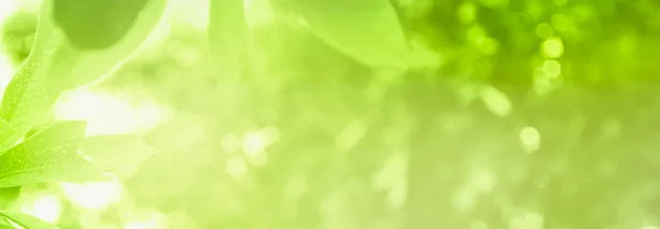 Koncept avslappning och naturlig läkning, närbild ljusgrön leav — Stockfoto