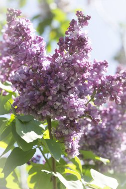 Güneşli bir bahar gününde sıradan çiçekli leylak, yumuşak odak, yakın çekim, makro