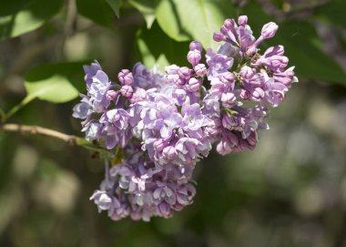 Güneşli bir bahar gününde sıradan çiçekli leylak, yumuşak odak, yakın çekim, makro