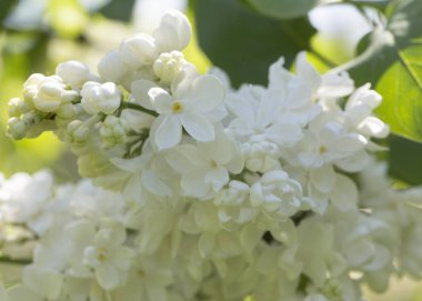 Güneşli bir bahar gününde sıradan çiçekli leylak, yumuşak odak, yakın çekim, makro