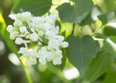 Güneşli bir bahar gününde sıradan çiçekli leylak, yumuşak odak, yakın çekim, makro