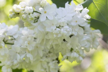 Güneşli bir bahar gününde sıradan çiçekli leylak, yumuşak odak, yakın çekim, makro