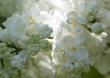 Güneşli bir bahar gününde sıradan çiçekli leylak, yumuşak odak, yakın çekim, makro