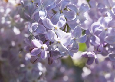 Güneşli bir bahar gününde sıradan çiçekli leylak, yumuşak odak, yakın çekim, makro
