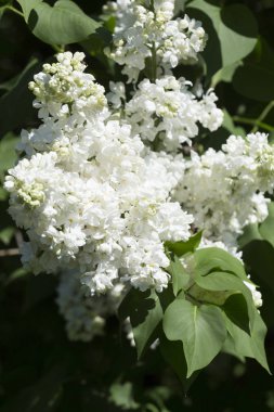 Güneşli bir bahar gününde sıradan çiçekli leylak, yumuşak odak, yakın çekim, makro