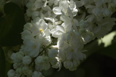 Güneşli bir bahar gününde sıradan çiçekli leylak, yumuşak odak, yakın çekim, makro