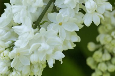Güneşli bir bahar gününde sıradan çiçekli leylak, yumuşak odak, yakın çekim, makro