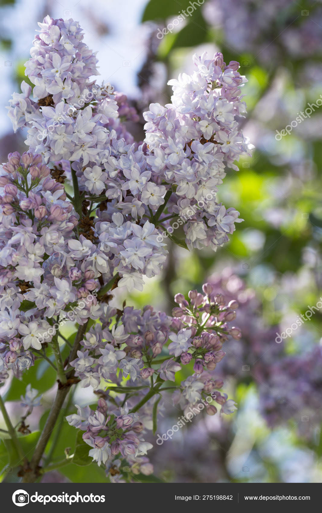 Blossoming Common Syringa Vulgaris Lilacs Bush Cultivar Springtime Landscape Bunch Stock Photo C Julzhdanova