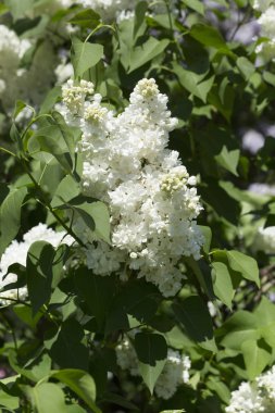 Güneşli bir bahar gününde sıradan çiçekli leylak, yumuşak odak, yakın çekim, makro