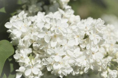 Güneşli bir bahar gününde sıradan çiçekli leylak, yumuşak odak, yakın çekim, makro