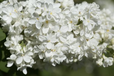 Güneşli bir bahar gününde sıradan çiçekli leylak, yumuşak odak, yakın çekim, makro