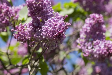 Güneşli bir bahar gününde sıradan çiçekli leylak, yumuşak odak, yakın çekim, makro
