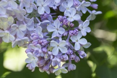 Güneşli bir bahar gününde sıradan çiçekli leylak, yumuşak odak, yakın çekim, makro