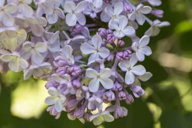 Güneşli bir bahar gününde sıradan çiçekli leylak, yumuşak odak, yakın çekim, makro