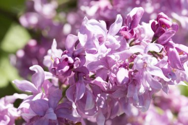 Güneşli bir bahar gününde sıradan çiçekli leylak, yumuşak odak, yakın çekim, makro