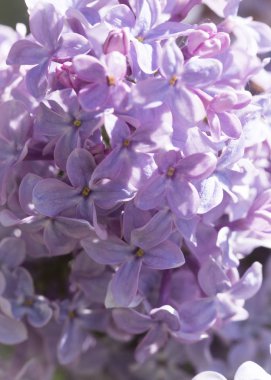 Güneşli bir bahar gününde sıradan çiçekli leylak, yumuşak odak, yakın çekim, makro