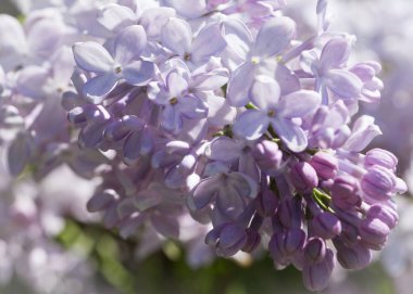 Güneşli bir bahar gününde sıradan çiçekli leylak, yumuşak odak, yakın çekim, makro