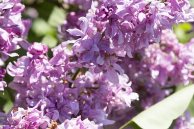 Güneşli bir bahar gününde sıradan çiçekli leylak, yumuşak odak, yakın çekim, makro