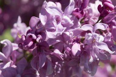 Güneşli bir bahar gününde sıradan çiçekli leylak, yumuşak odak, yakın çekim, makro