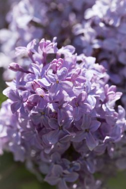 Güneşli bir bahar gününde sıradan çiçekli leylak, yumuşak odak, yakın çekim, makro