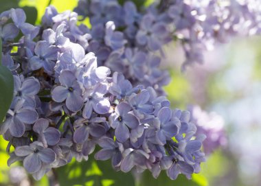 Güneşli bir bahar gününde sıradan çiçekli leylak, yumuşak odak, yakın çekim, makro