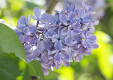Güneşli bir bahar gününde sıradan çiçekli leylak, yumuşak odak, yakın çekim, makro