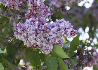 Güneşli bir bahar gününde sıradan çiçekli leylak, yumuşak odak, yakın çekim, makro
