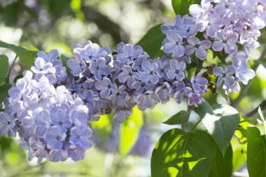 Güneşli bir bahar gününde sıradan çiçekli leylak, yumuşak odak, yakın çekim, makro