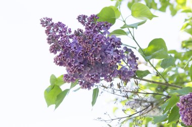 Güneşli bir bahar gününde sıradan çiçekli leylak, yumuşak odak, yakın çekim, makro