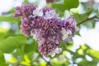 Güneşli bir bahar gününde sıradan çiçekli leylak, yumuşak odak, yakın çekim, makro