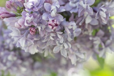 Çiçek açan ortak Syringa vulgaris leylak çalı çeşitleri. Bir demet çiçekle bahar manzarası. Yumuşak odaklama