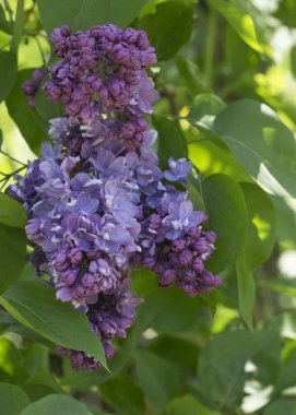 Çiçek açan ortak Syringa vulgaris leylak çalı çeşitleri. Bir demet çiçekle bahar manzarası. Yumuşak odaklama