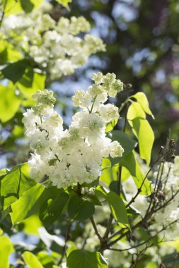 Çiçek açan ortak Syringa vulgaris leylak çalı çeşitleri. Bir demet çiçekle bahar manzarası. Yumuşak odaklama