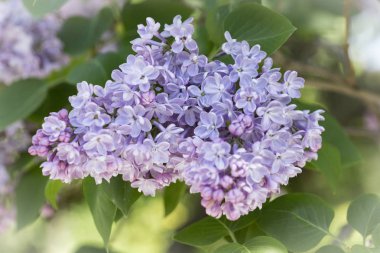 Çiçek açan ortak Syringa vulgaris leylak çalı çeşitleri. Bir demet çiçekle bahar manzarası. Yumuşak odaklama