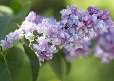 Çiçek açan ortak Syringa vulgaris leylak çalı çeşitleri. Bir demet çiçekle bahar manzarası. Yumuşak odaklama