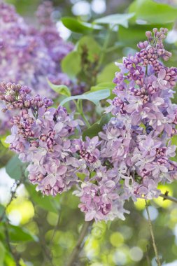 Çiçek açan ortak Syringa vulgaris leylak çalı çeşitleri. Bir demet çiçekle bahar manzarası. Yumuşak odaklama