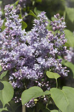 Çiçek açan ortak Syringa vulgaris leylak çalı çeşitleri. Bir demet çiçekle bahar manzarası. Yumuşak odaklama