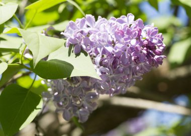 Çiçek açan ortak Syringa vulgaris leylak çalı çeşitleri. Bir demet çiçekle bahar manzarası. Yumuşak odaklama