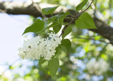 Çiçek açan ortak Syringa vulgaris leylak çalı çeşitleri. Bir demet çiçekle bahar manzarası. Yumuşak odaklama