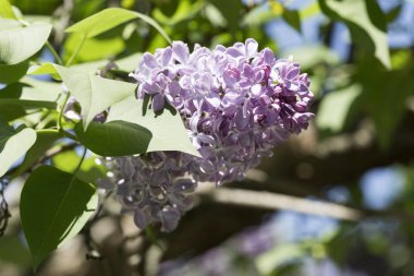 Çiçek açan ortak Syringa vulgaris leylak çalı çeşitleri. Bir demet çiçekle bahar manzarası. Yumuşak odaklama