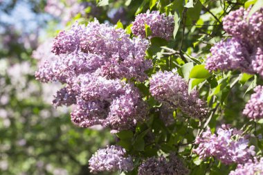 Çiçek açan ortak Syringa vulgaris leylak çalı çeşitleri. Bir demet çiçekle bahar manzarası. Yumuşak odaklama